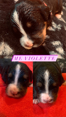 Me Violette 