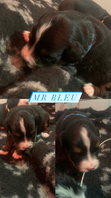 Mr Bleu