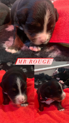 Mr Rouge